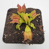 Venus flytrap (Dionaea muscipula) GJ Giant Cudo