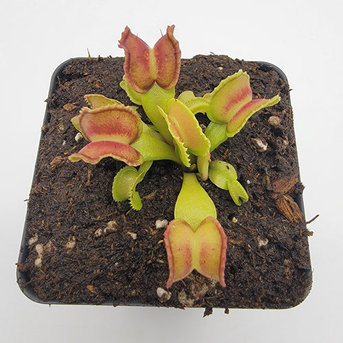Venus flytrap (Dionaea muscipula) GJ Giant Cudo