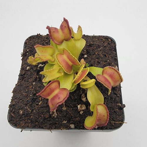 Venus flytrap (Dionaea muscipula) GJ Giant Cudo