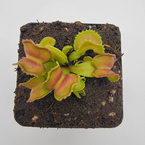 Venus flytrap (Dionaea muscipula) GJ Giant Cudo