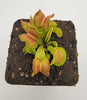 Venus flytrap (Dionaea muscipula) GJ Giant Cudo