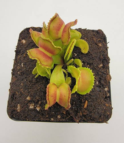 Venus flytrap (Dionaea muscipula) GJ Giant Cudo