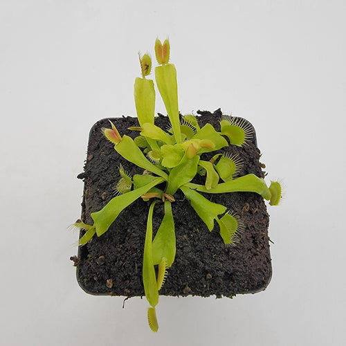 RainbowCarnivorousplants Venus Flytrap GJ Phalanx - Thumbnail 3