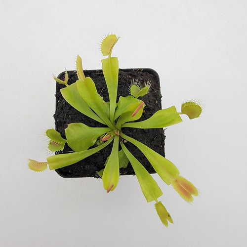 RainbowCarnivorousplants Venus Flytrap GJ Phalanx - Thumbnail 2