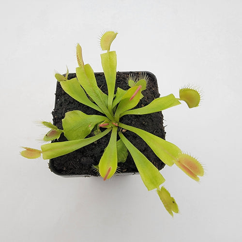 RainbowCarnivorousplants Venus Flytrap GJ Phalanx