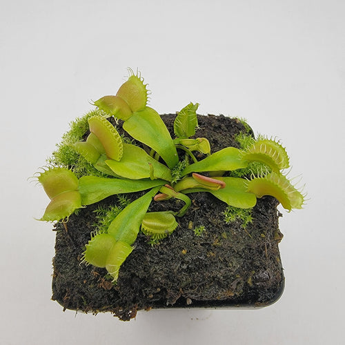 Venus flytrap (Dionaea muscipula) GJ Umgekrempelt