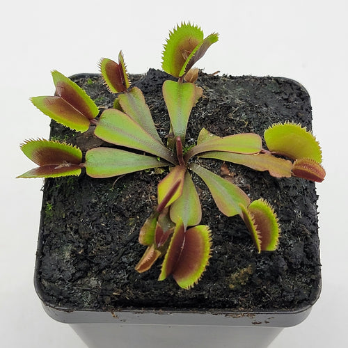 Venus flytrap (Dionaea muscipula)  Midnight