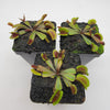 Venus flytrap (Dionaea muscipula)  Midnight