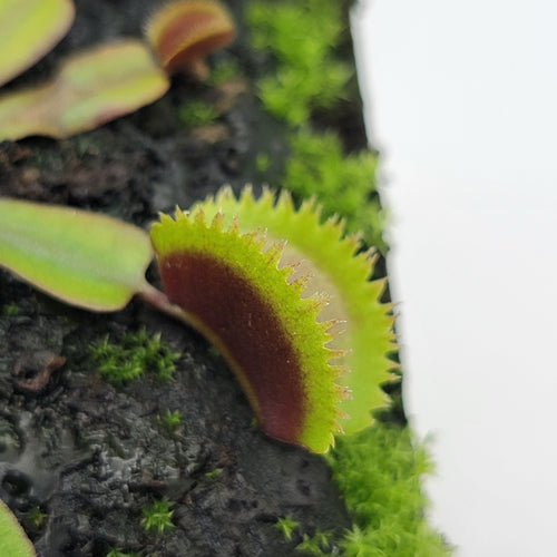 Venus flytrap (Dionaea muscipula)  Midnight