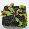 Venus flytrap (Dionaea muscipula)  Midnight