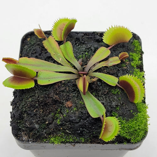 Venus flytrap (Dionaea muscipula)  Midnight