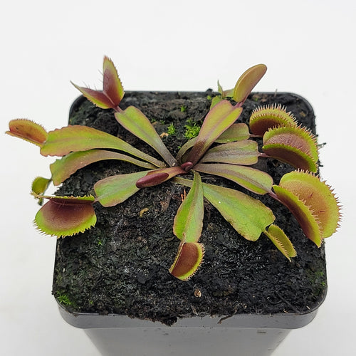 Venus flytrap (Dionaea muscipula)  Midnight