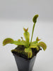 Venus flytrap (Dionaea muscipula) King Henry