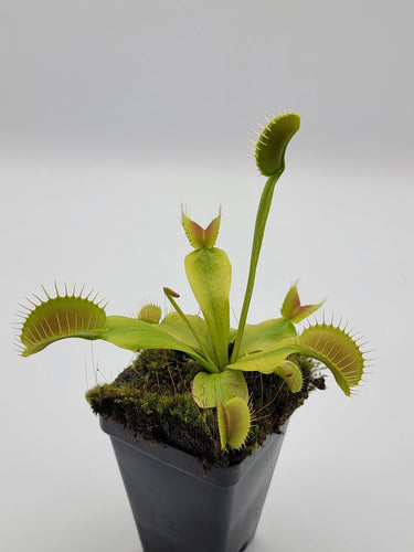Venus flytrap (Dionaea muscipula) King Henry