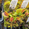 Venus flytrap (Dionaea muscipula) 'Low Giant'