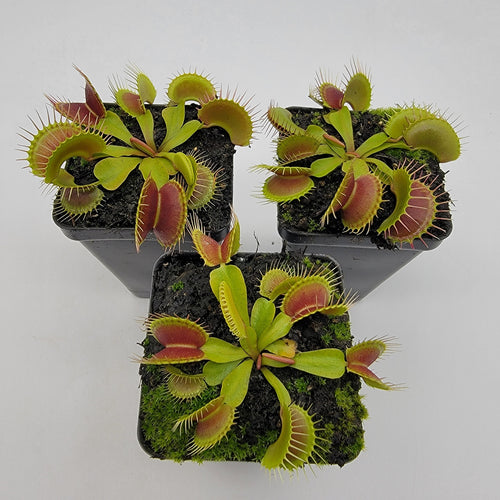 Venus flytrap (Dionaea muscipula)  'Low Giant' x 'Jaws smiley'