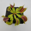Venus flytrap (Dionaea muscipula)  'Low Giant' x 'Jaws smiley'