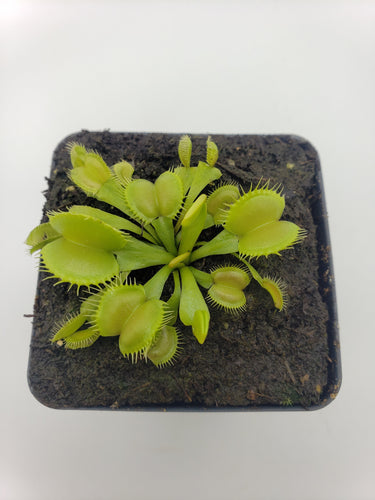 Venus flytrap (Dionaea muscipula) 'Moon trap'