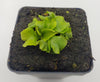 Venus flytrap (Dionaea muscipula) GJ Rose