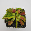 Venus flytrap (Dionaea muscipula) 'Southwest Giant'