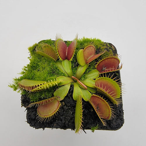Venus flytrap (Dionaea muscipula) 'Southwest Giant'
