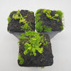 Venus flytrap (Dionaea muscipula) ‘Spiderman’