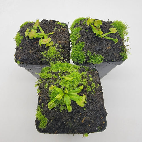 Venus flytrap (Dionaea muscipula) ‘Spiderman’