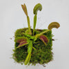 Venus flytrap (Dionaea muscipula) 'Trev's Dracula'