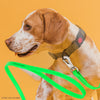 Viper Long Line 15 ft Biothane Dog Lead with SPRENGER Stainless Steel Hook