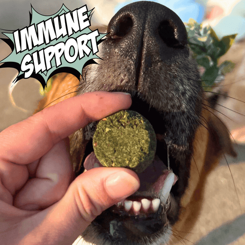 Crunchy Dog Biscuit Variety Bundle, 4-Pack