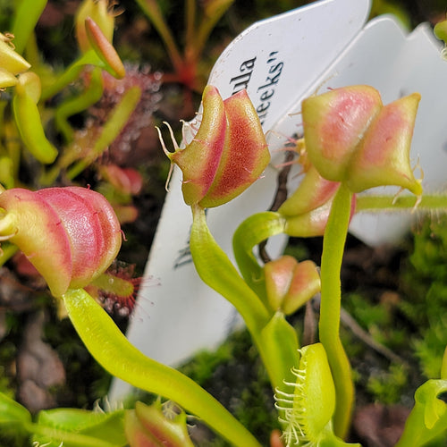 Venus flytrap (Dionaea muscipula) Buttcheeks