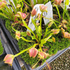 Venus flytrap (Dionaea muscipula) Buttcheeks
