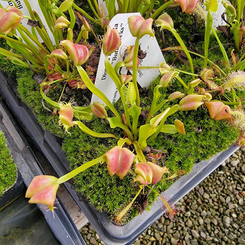 Venus flytrap (Dionaea muscipula) Buttcheeks