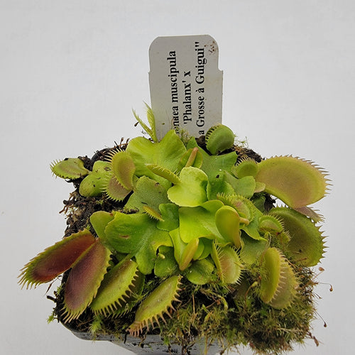 Venus flytrap (Dionaea muscipula) 'GJ Phalanx' x 'La Grosse a Guigui'