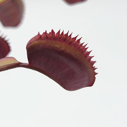 Venus flytrap (Dionaea muscipula) Trev's Red Dentate