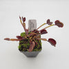 Venus flytrap (Dionaea muscipula) Trev's Red Dentate