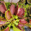 Venus flytrap (Dionaea muscipula) Fused Tooth Extreme