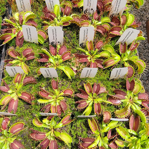 Venus flytrap (Dionaea muscipula) Fused Tooth Extreme