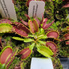 Venus flytrap (Dionaea muscipula) Fused Tooth Extreme