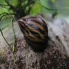 Zebra Nerite Snails 3 Pack
