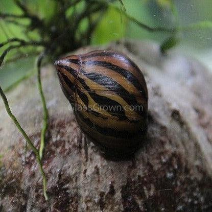 Zebra Nerite Snails 3 Pack