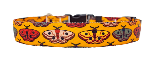 Wings for Fall Dog Collar