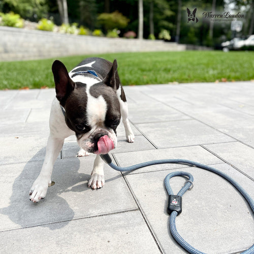 Rope Leash - Blue Reflective