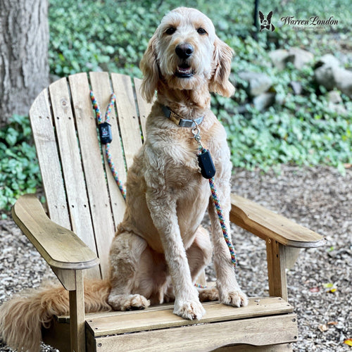 Rope Leash - Rainbow Reflective