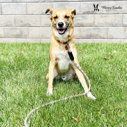 Rope Leash - Rainbow Reflective