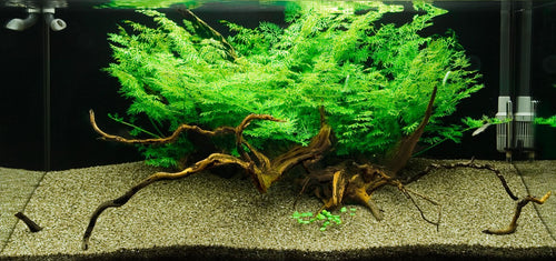 Water Sprite (6 stems)