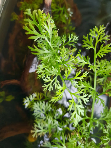 Water Sprite (6 stems)