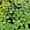 Salvinia Water Spangles