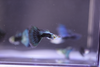HB Blue Guppy