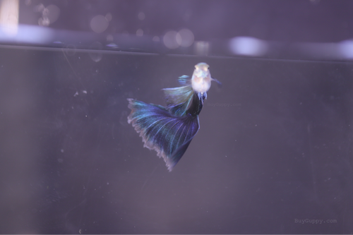 HB Blue Guppy